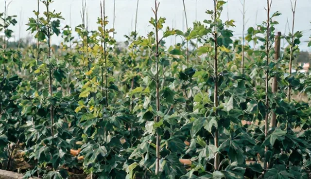 高产果树苗性能与适用条件分析:有机蔬菜种植的关键选择